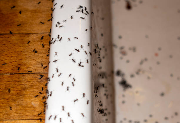 Best Pest Control for Businesses  in Lewisville, NC
