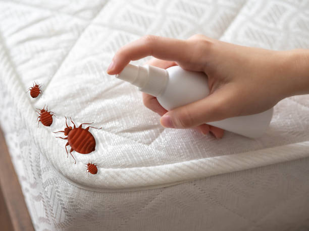 Best Spider Control Near Me  in Lewisville, NC