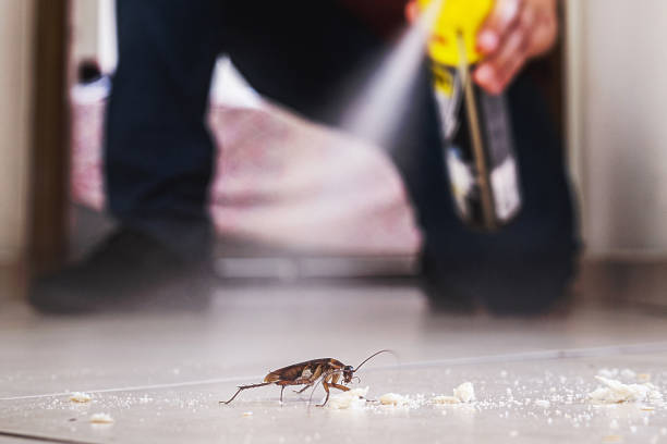 Best Pest Control Near Me in Lewisville, NC