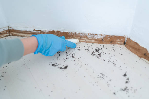 Best Best Pest Control Companies  in Lewisville, NC